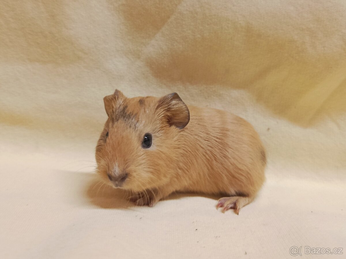 Miminko morče ♂️ - 2