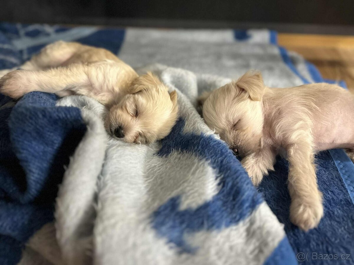 Cinsky chocholaty nahac - 2