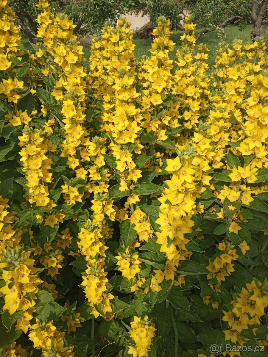 Vrbina tečkovaná - trvalka - 2