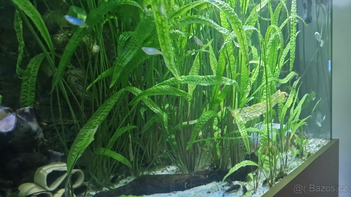 Cryptocoryne crispatula - 2