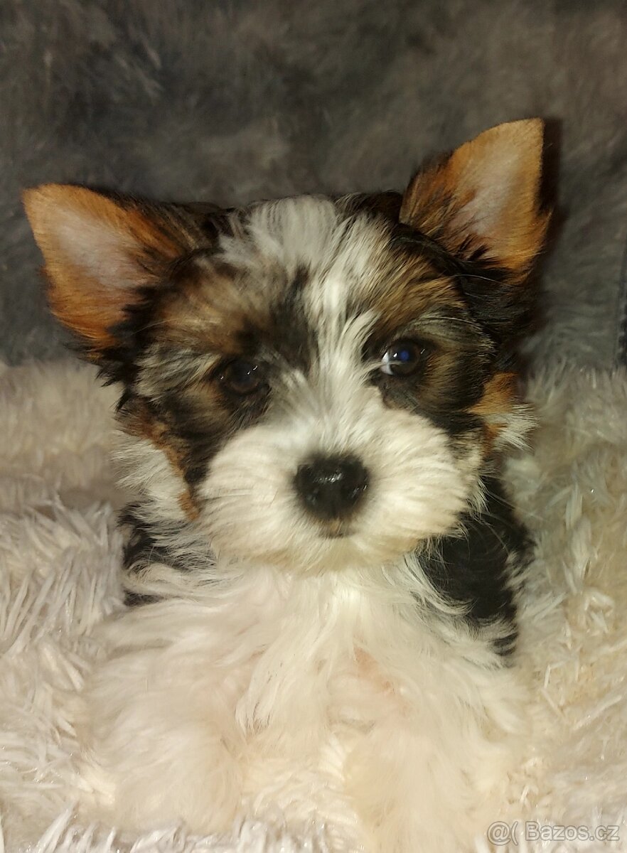 Biewer yorkshire terrier - 2