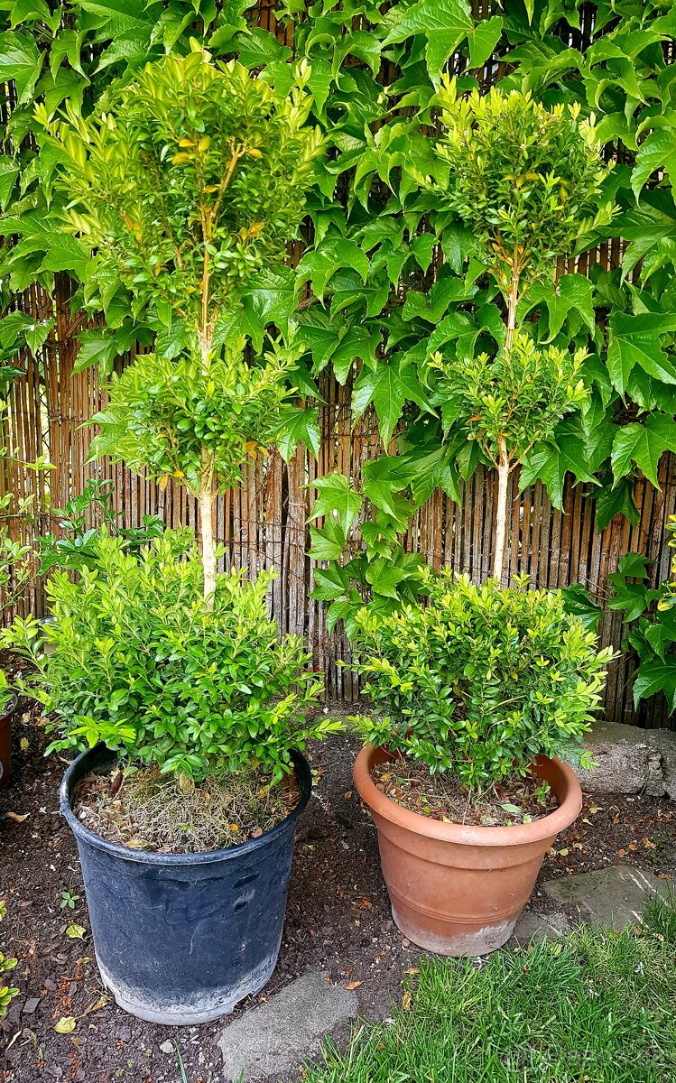 Buxus, koule, stromky , keře - 2