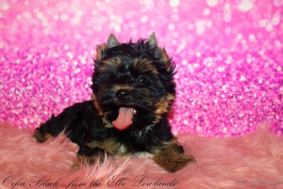 jorkšírský teriér s PP fenka - 2