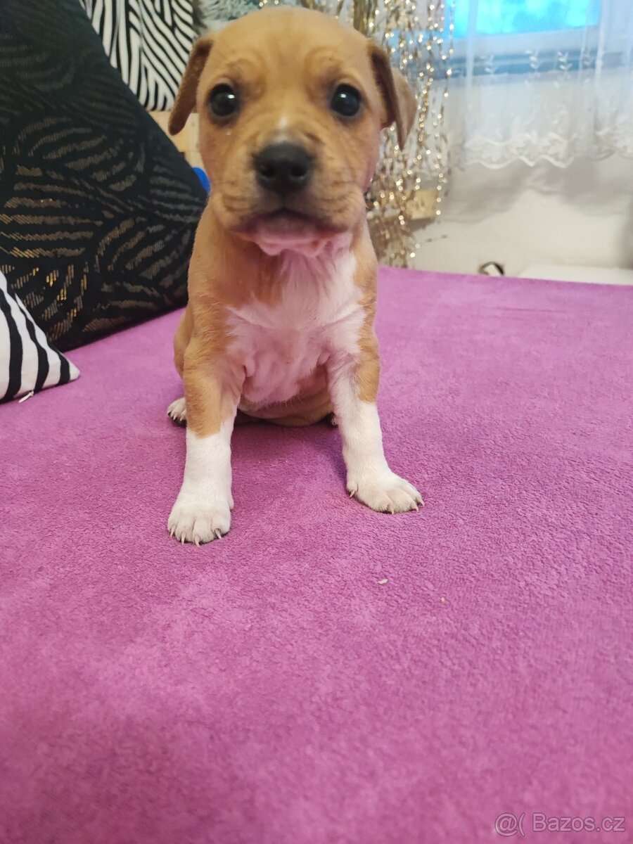 Americký Stafordšírský Teriér - 2