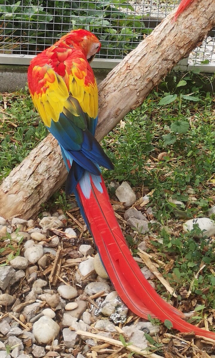 ARA arakanga macao - 2