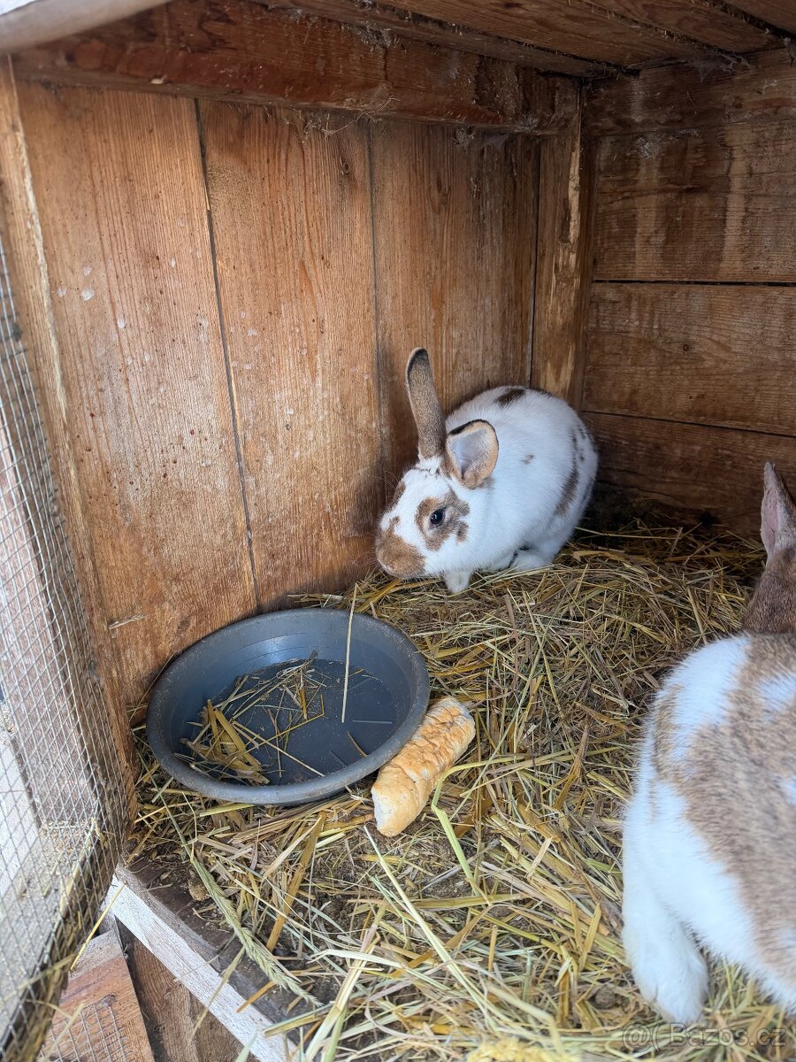 Králíci - 2