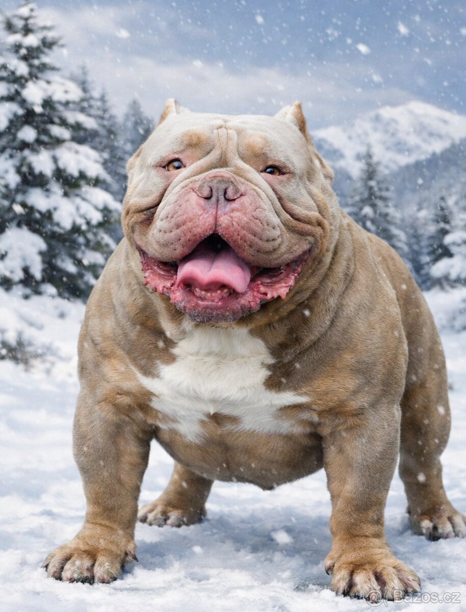 American Bully pocket exotic - krytí - 2