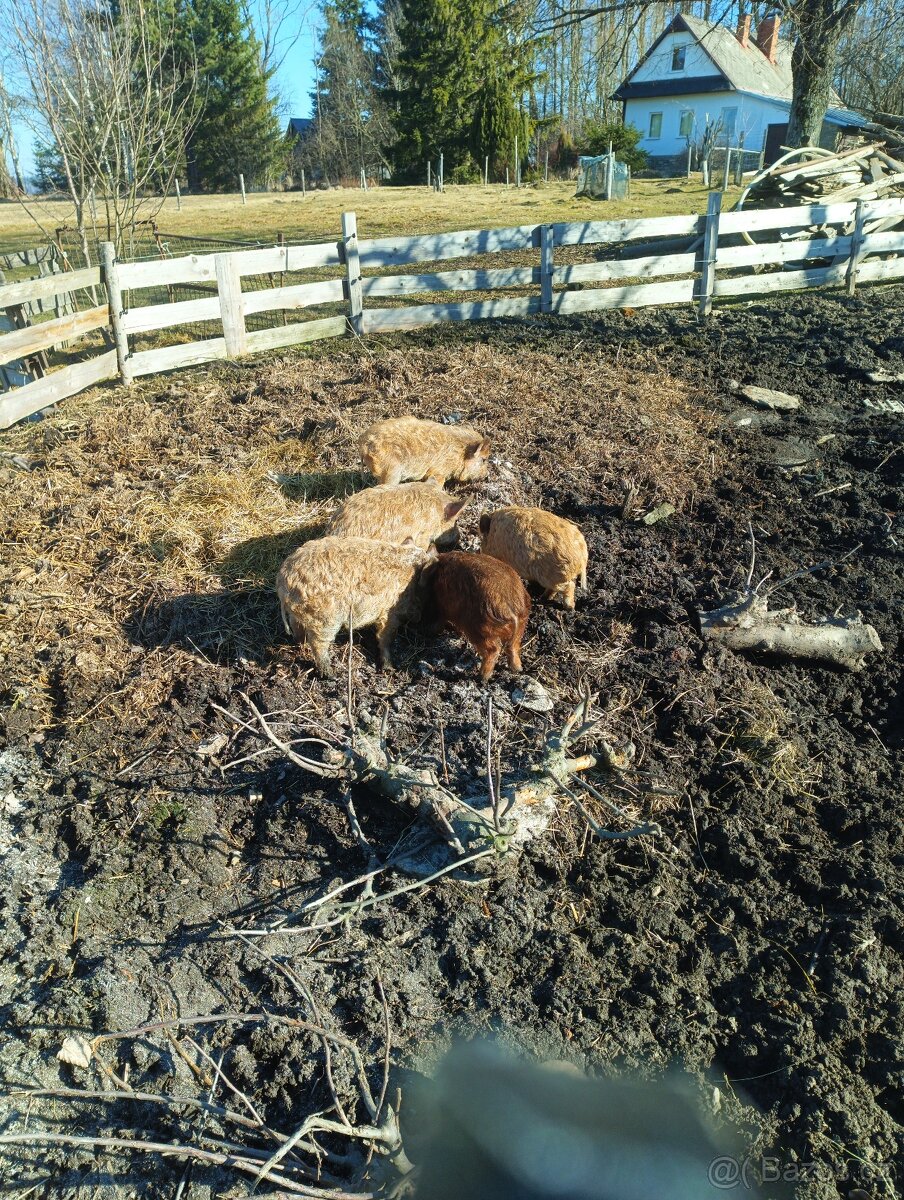 Prodám selata Kune/ mangalice - 2