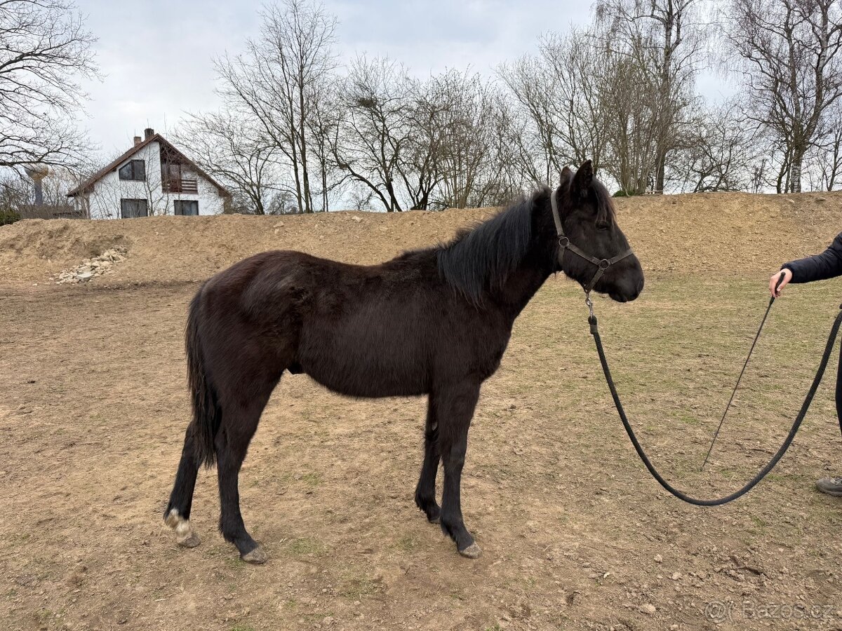 QH na prodej - 2