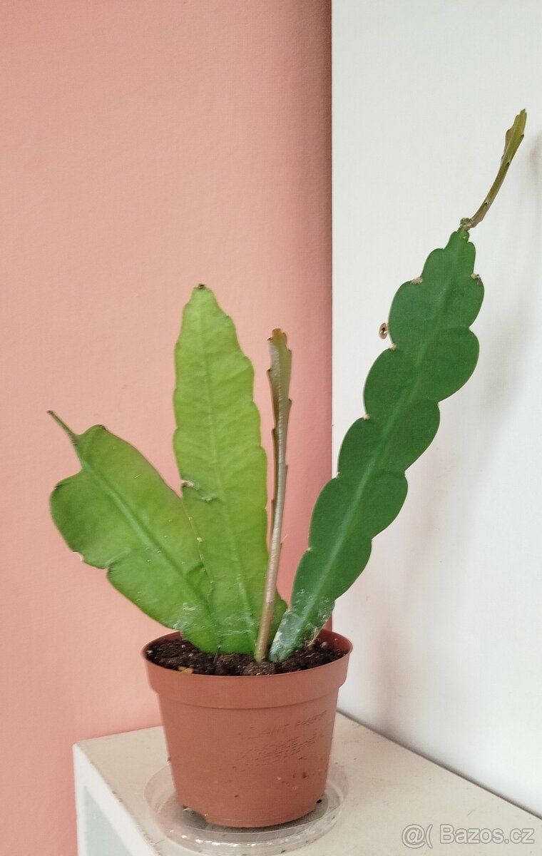 Pokojová květina FYLOKAKTUS - 2