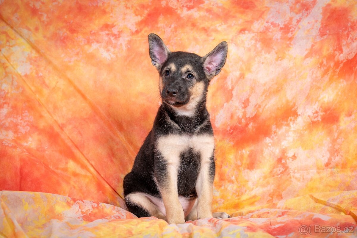 Peruánský naháč - 2