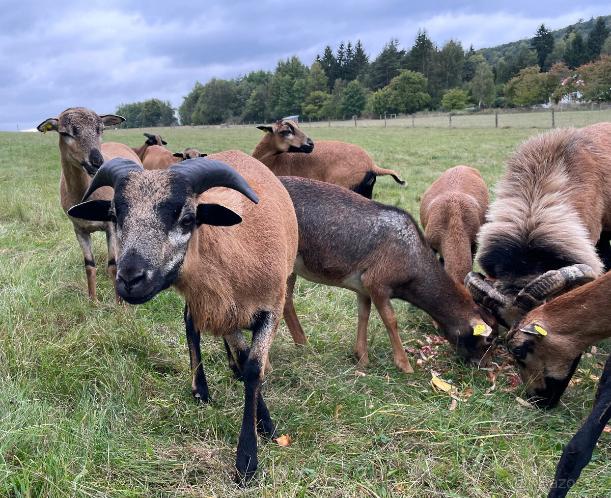 Prodám Kamerunského beránka a jehničky - 2