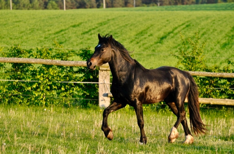 Koně od 50 tis. - Welsh Cob - 2