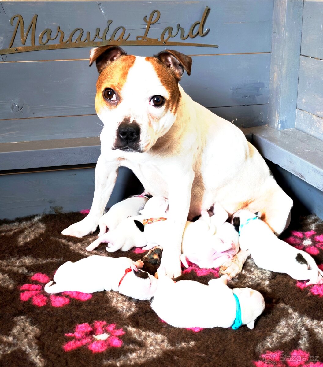 Stafordšírský bulteriér s PP - 2