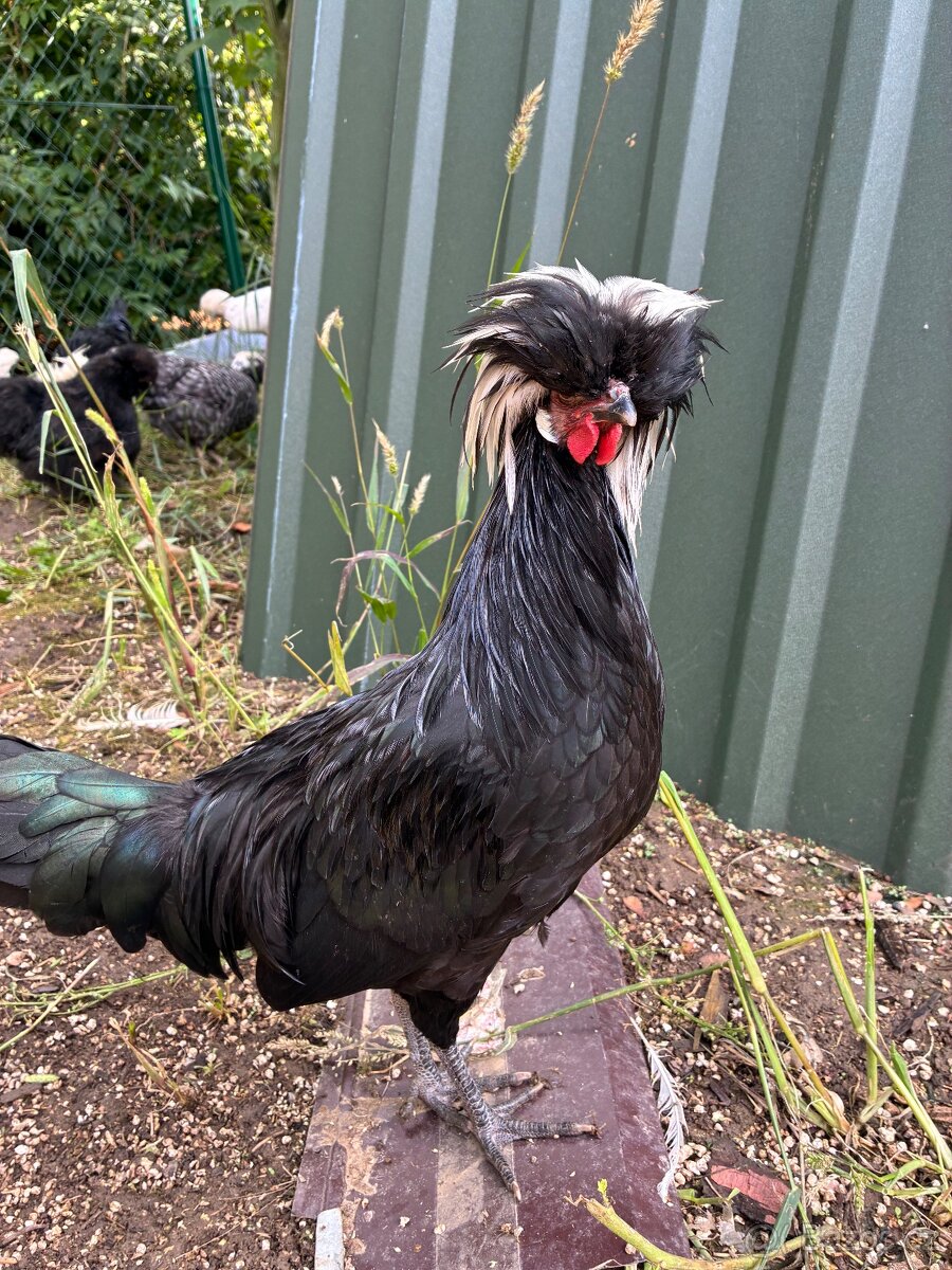 Kouhouti Holanďanek - 2