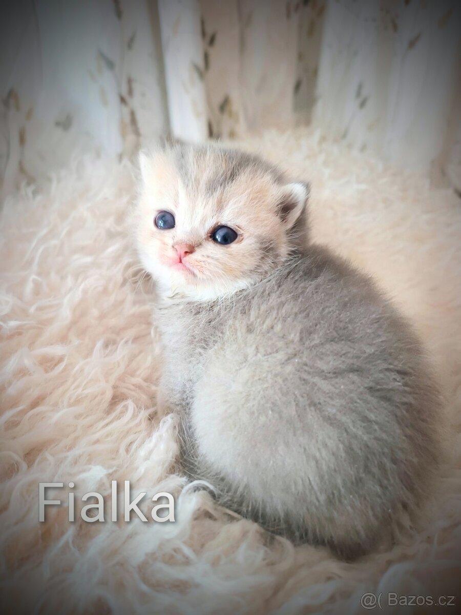 Luxusní britská zlatá a modrozlatá koťátka, s PP - 2