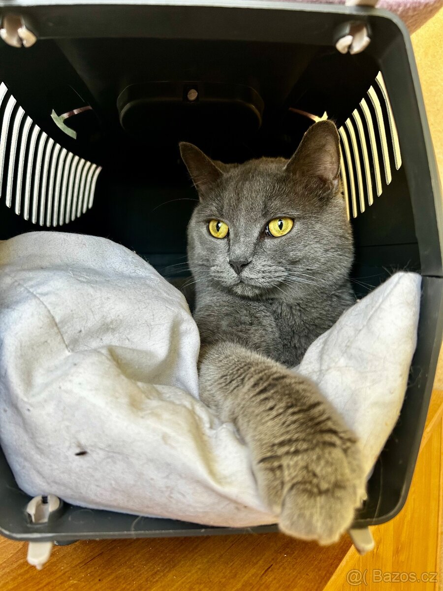 Britský kocour ke krytí - 2