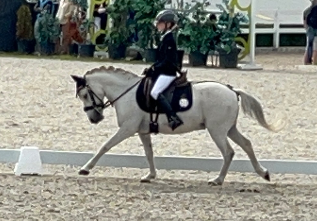 TOP pony na prodej - 2