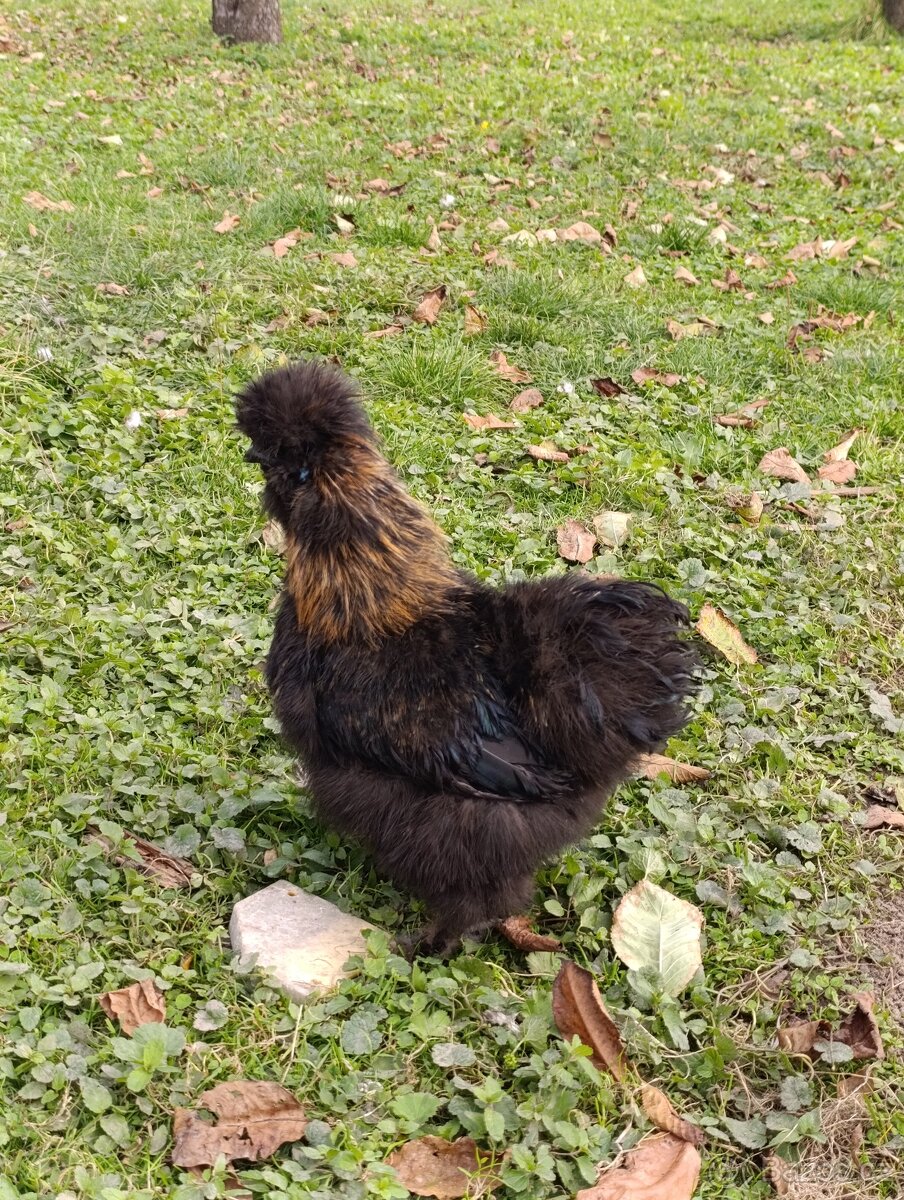 Hedvábnička kohoutci - 2