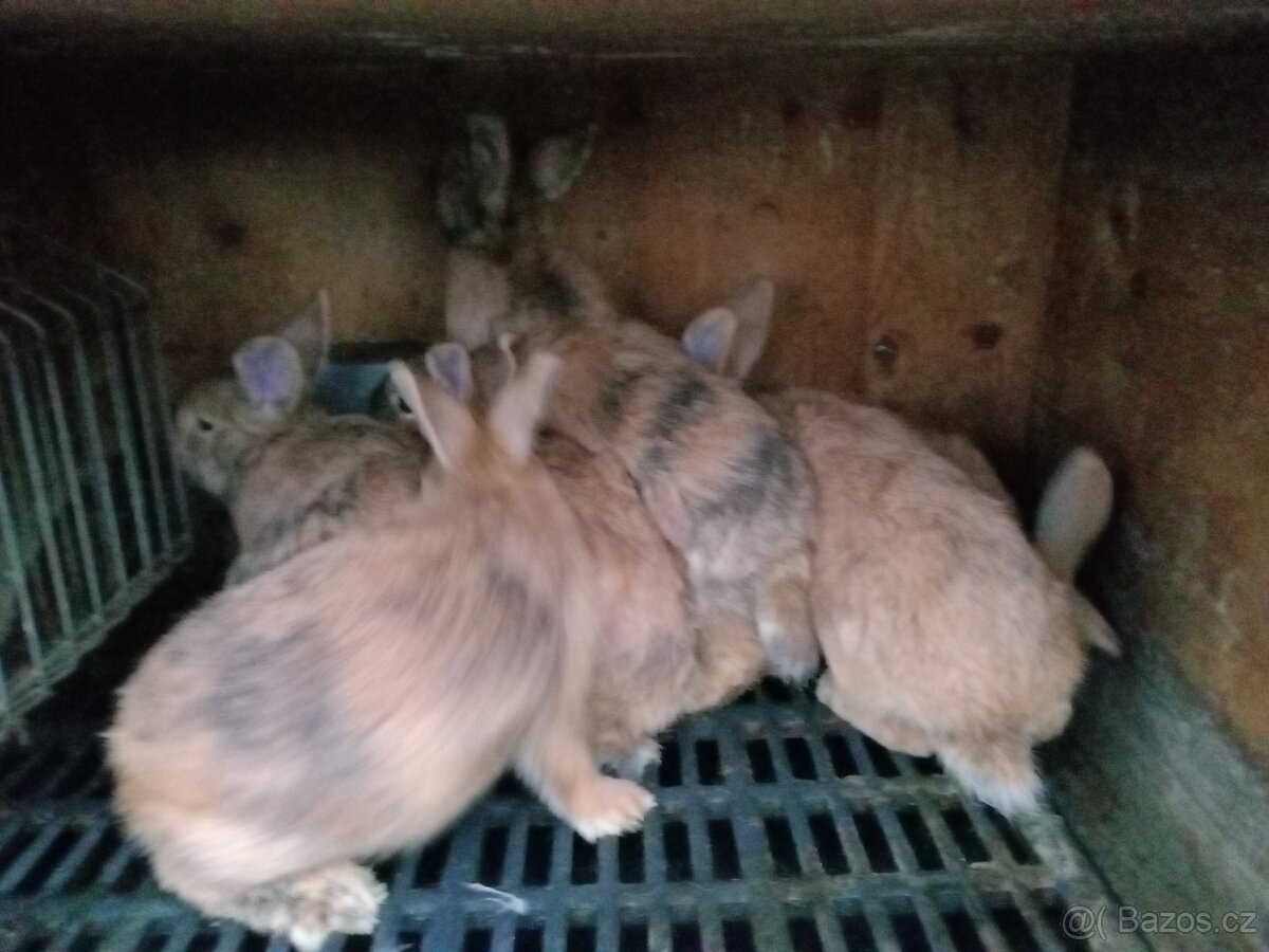 Králík kříženec Český červený a Rhönský - 2