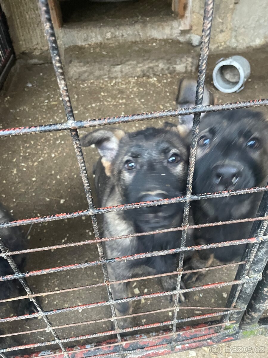 Německý ovčák - 2