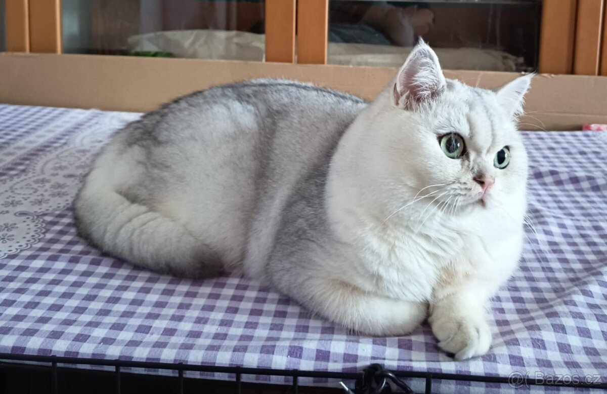 Kocourek - britská shaded s PP - 2