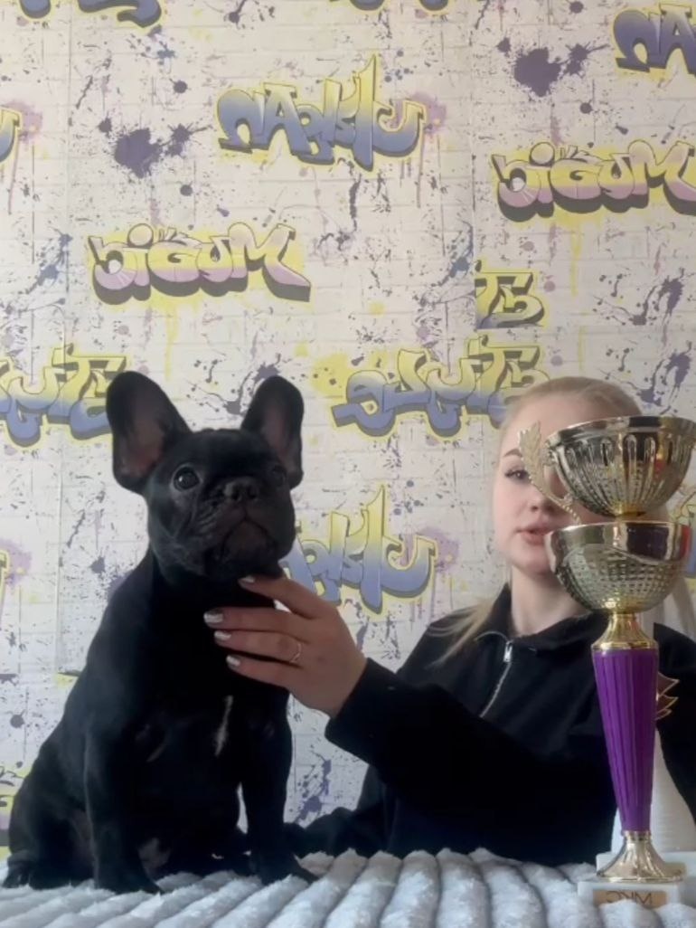 Francouzský buldoček s PP FCI - 2