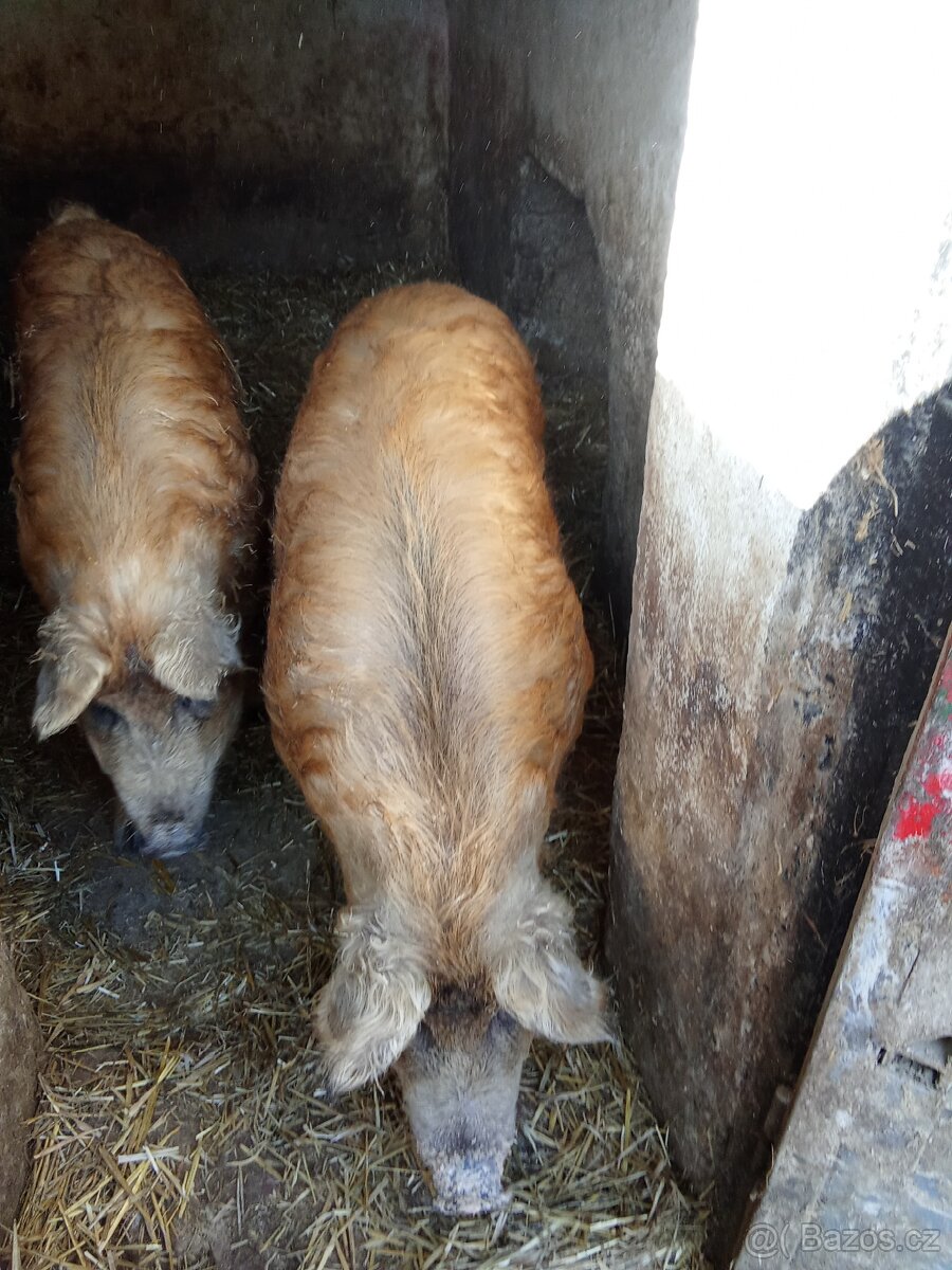 Domácí prase 🐷 - 2