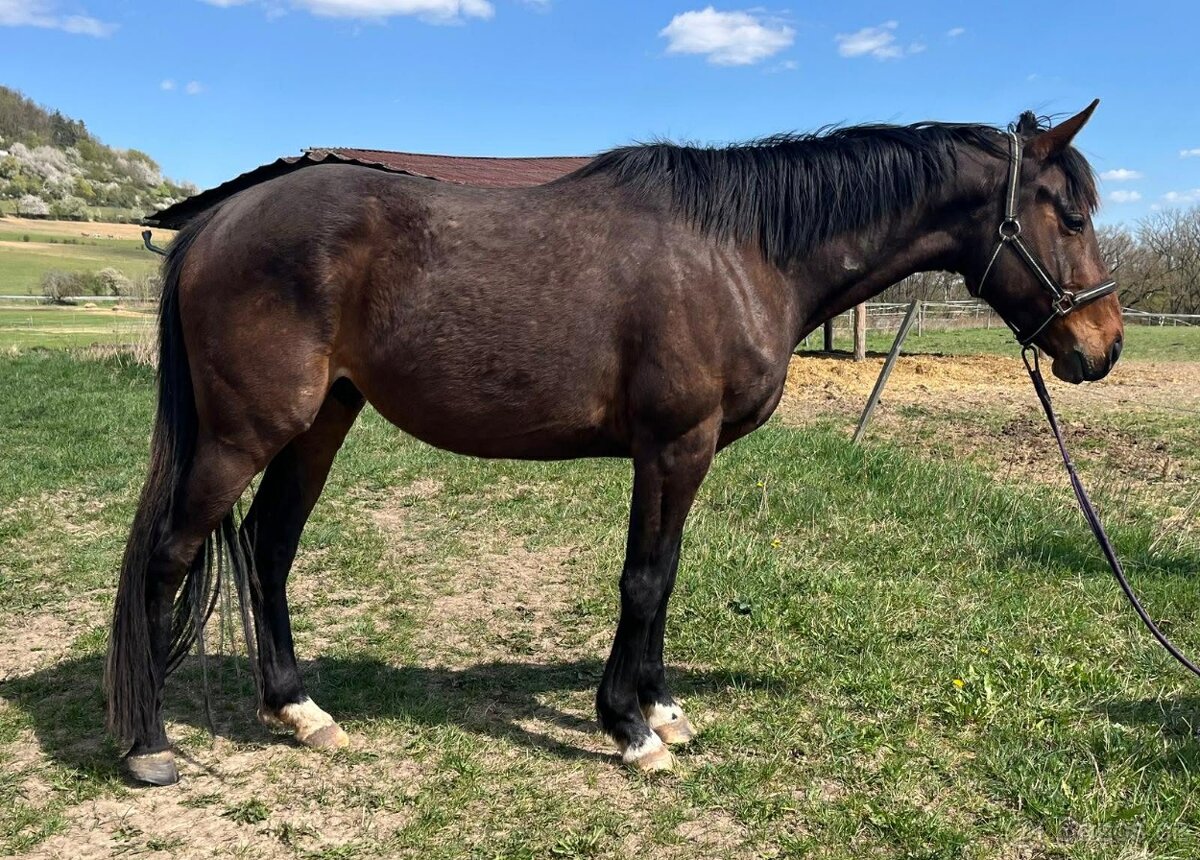 čtyřletý valach - 2