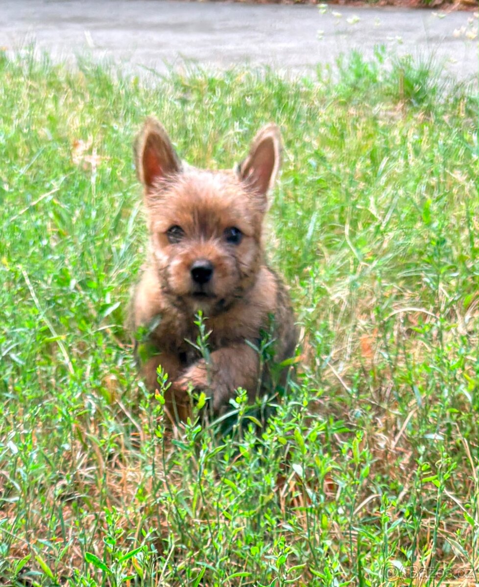 Norvičský teriér (Norwich terrier) - 2