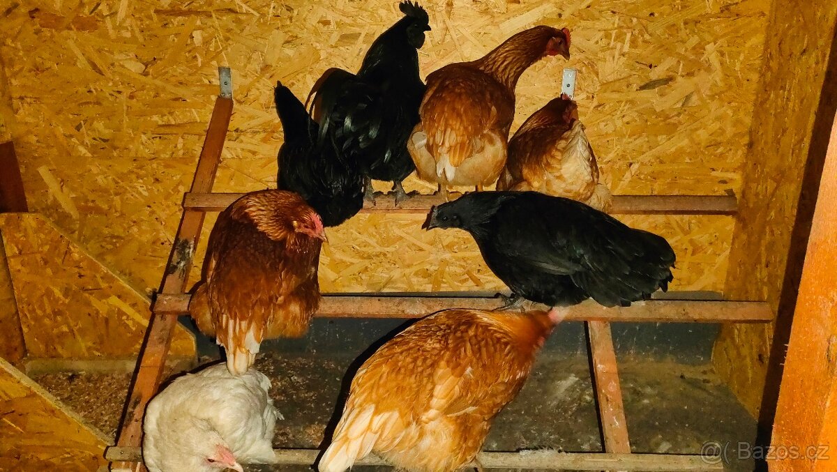 Ayam Cemani - 2