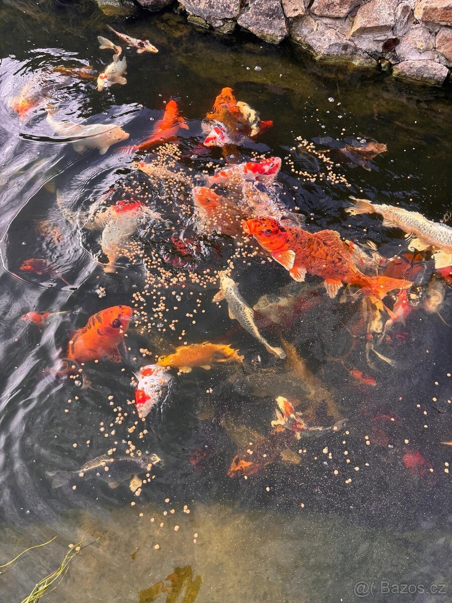 Koi - 2