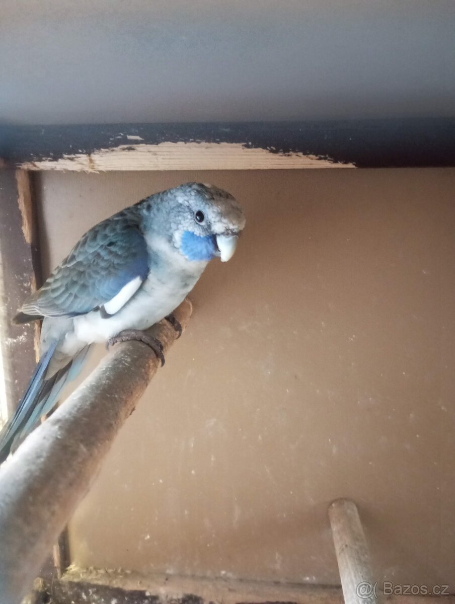 rosela penant modrá - 2