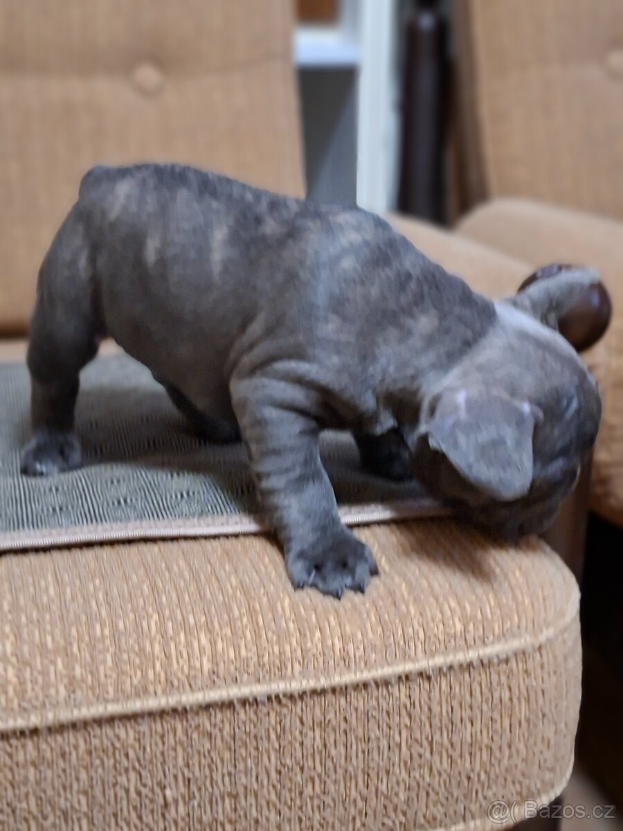 Francouzský buldoček modrý - 2