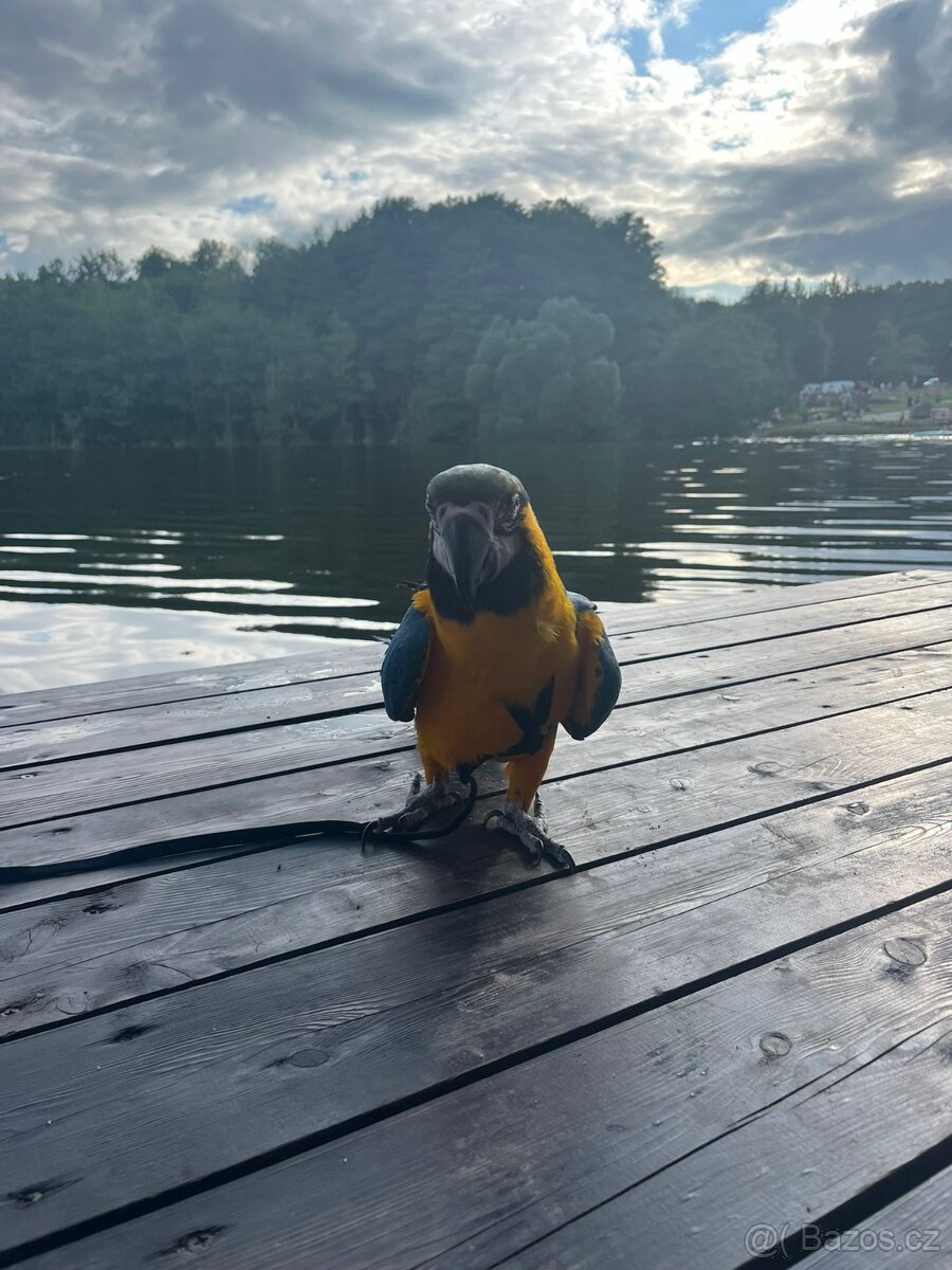 ZÁŽITKOVÝ PROGRAM S PAPOUŠKY - 2