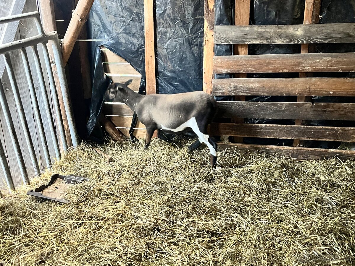 Kamerunská ovce - 2