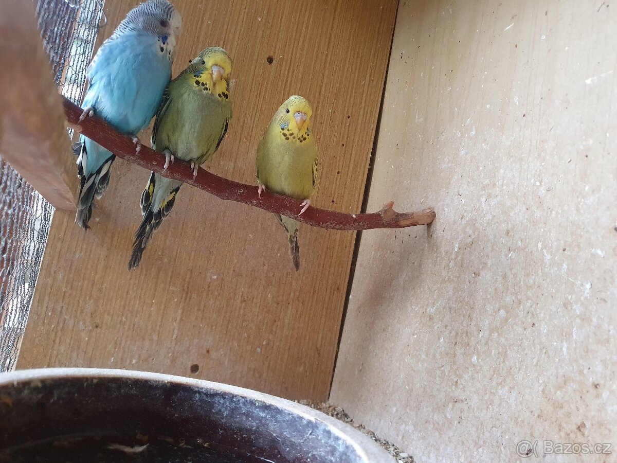 Andulka vlnkovaná - 2