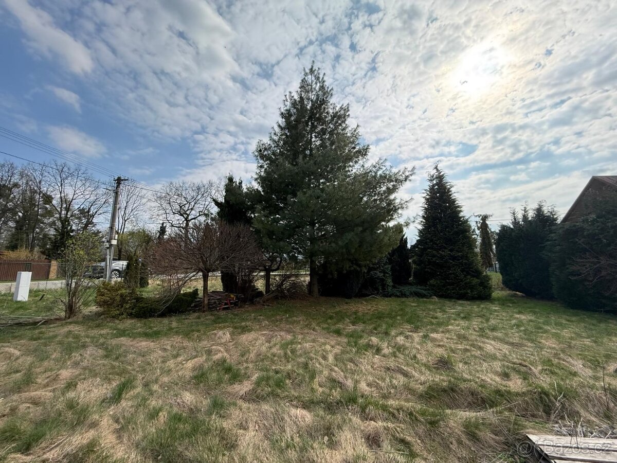 Dřevo za pokácení zdarma - 2