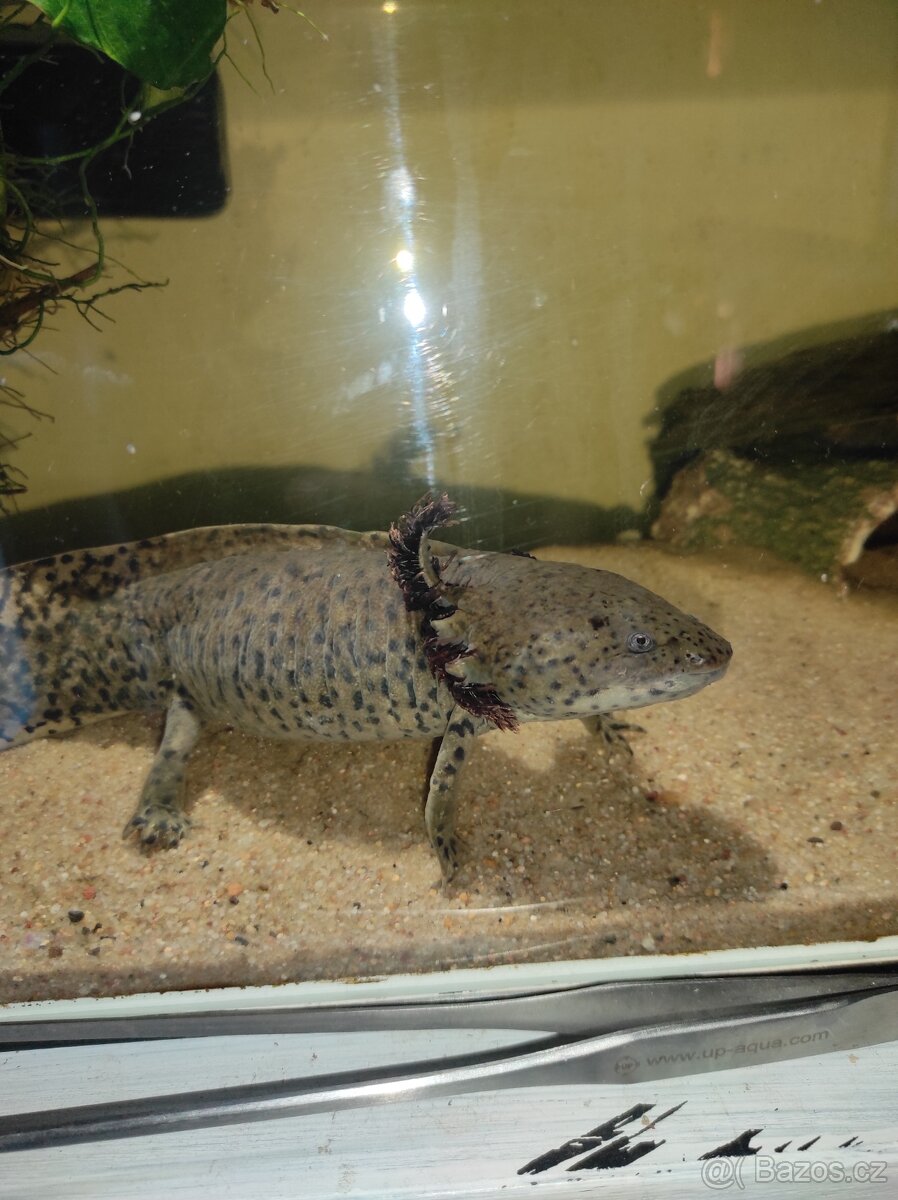 Axolotl - 2