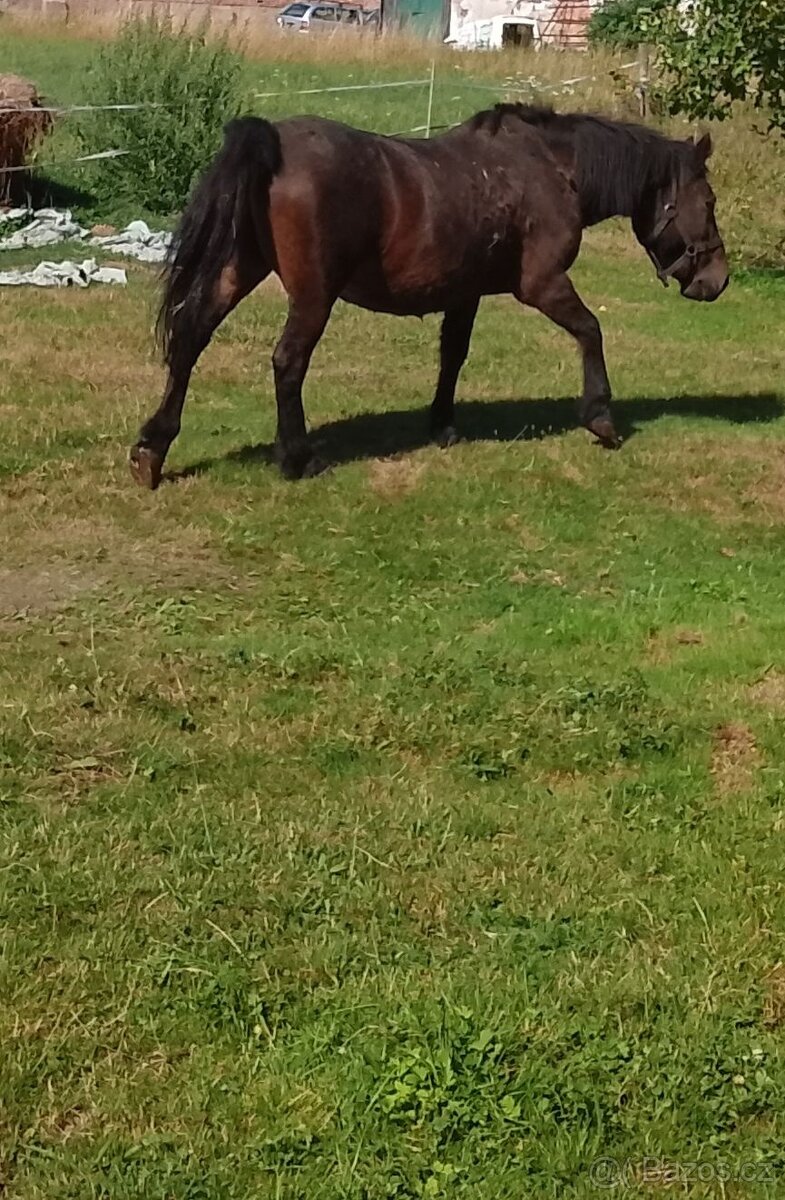 Prodám kobylku pony - 2