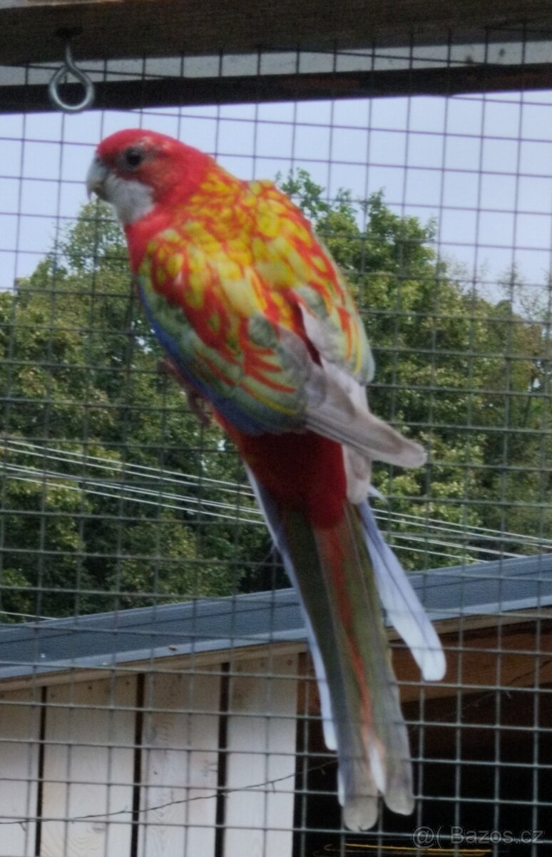 Rosela pestrá opalin Belgický pastel - 2