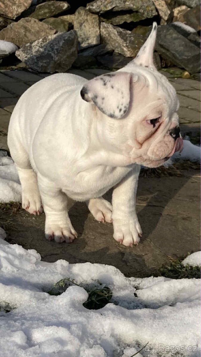 Francouzský buldoček - 2