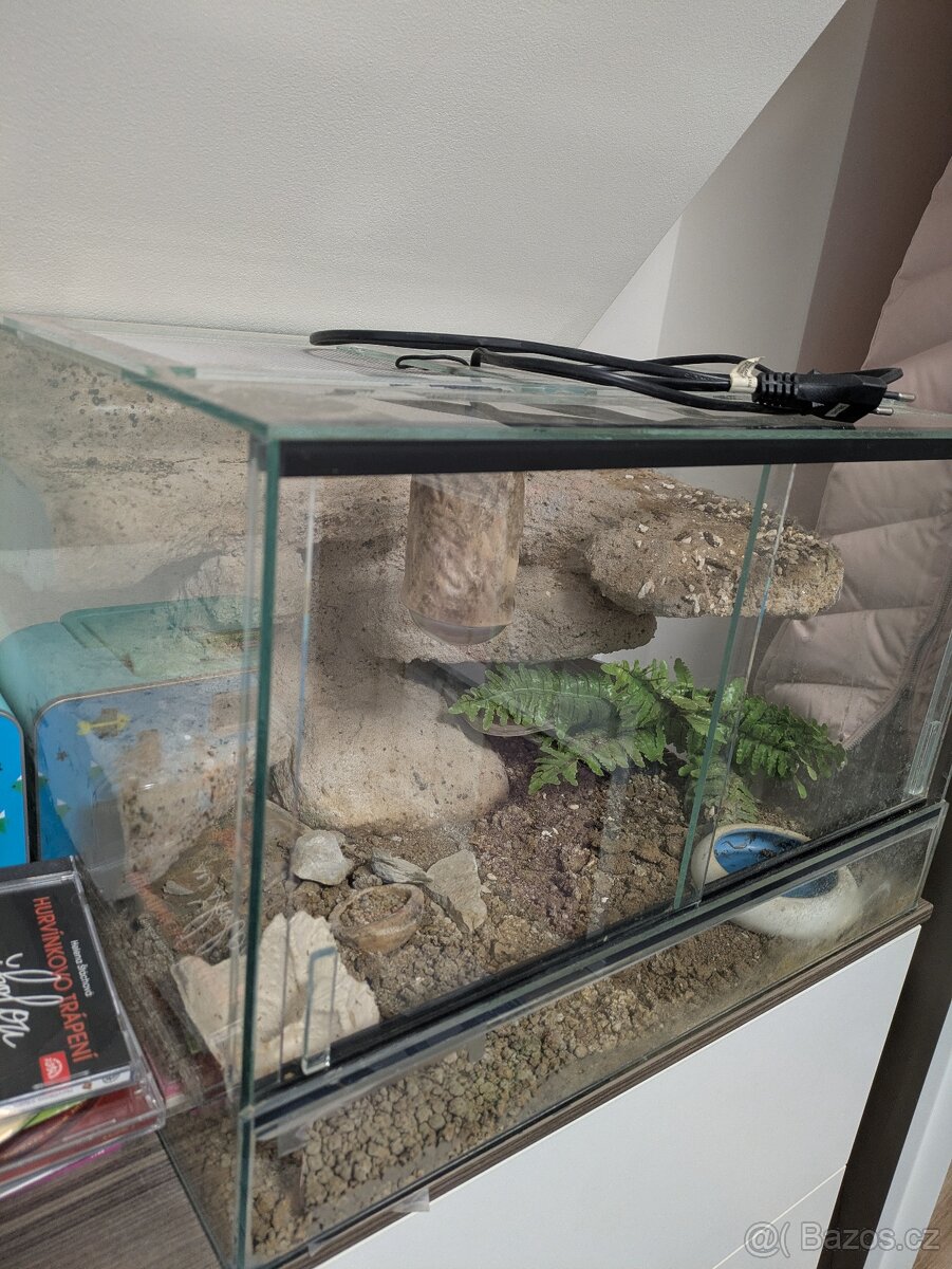 Terárium - 2