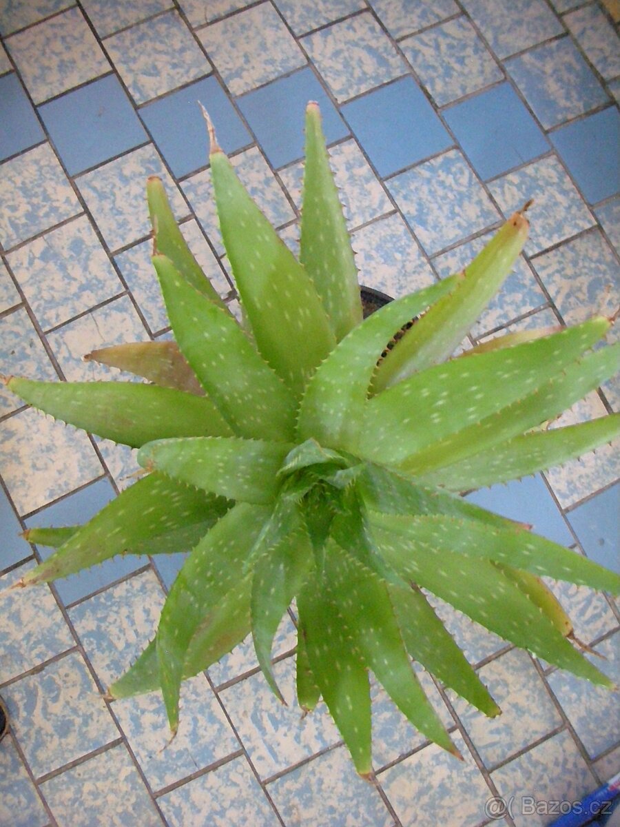 Kaktus aloe vera - 2