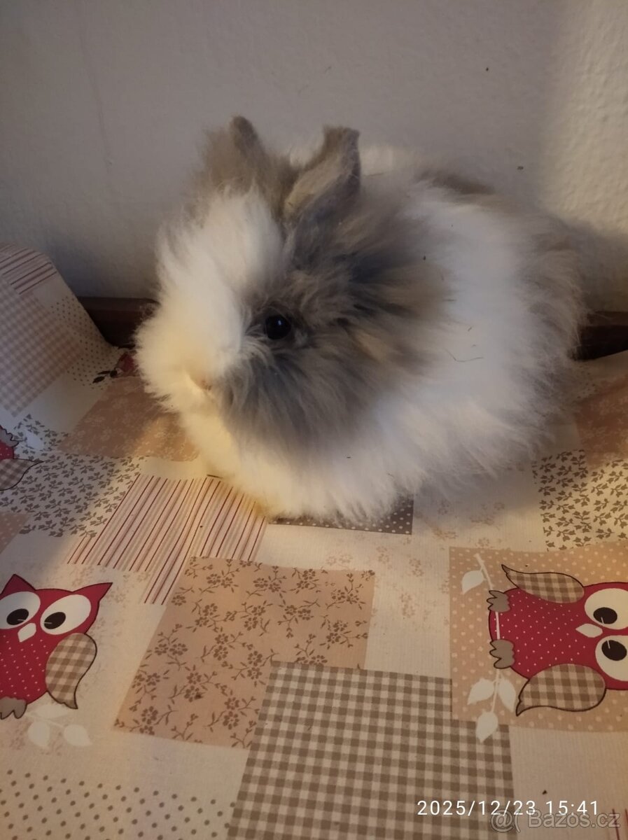 Zakrslý králík Teddy - 2