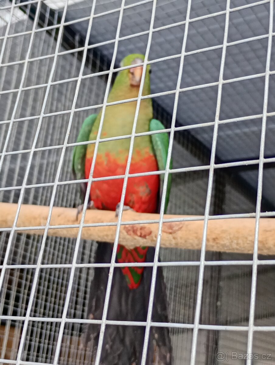 Papoušek králvský - 2