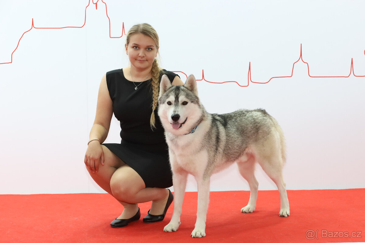 Sibiřský Husky krytí - 2