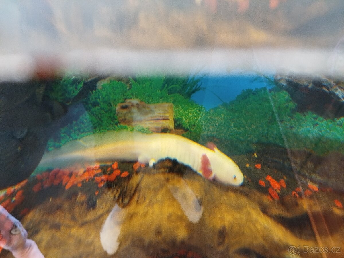 Akvárium - 2