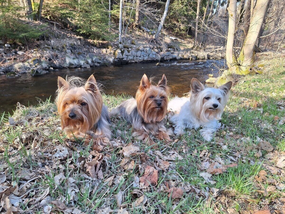 Yorkšírský teriér, Biewer jorkšírský teriér krytí,připuštění - 2