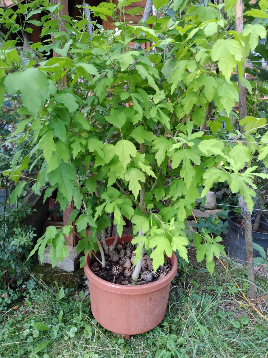 Ibišek syrsky-keř s napadnými květy. ♤ - 2